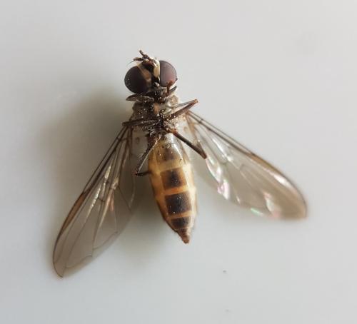 Meliscaeva auricollis